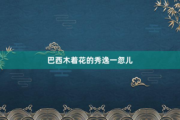 巴西木着花的秀逸一忽儿